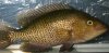 fishpic.jpg
