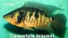 Caquetaia kraussi.jpg