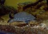 DTU_FlyTurtle_053102_210.jpg