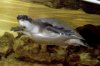 Flyturtle_052402_4.jpg