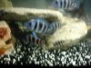 Fish 062.jpg