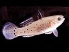 goby_fan_dancer_w240.jpg