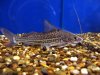 MyFish 023.jpg
