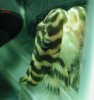 fish_profiles_L168-1.jpg fish_profiles_L168-1.jpg