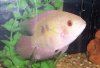 ChocolateCichlid.jpg
