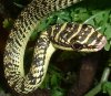 flyingsnake2500.jpg