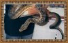 timorpythonframe.jpg