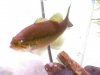 fish 007.jpg