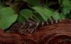 Panaqolus Maccus.jpg Panaqolus Maccus.jpg