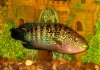 05fishpics 007 (Changed).jpg