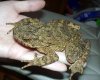 bufo_asper_ebinuma.jpg