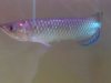 Arowana I.jpg