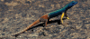 watermark500.gif