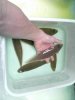 large sole.jpg