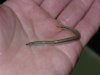 eel loach 2.JPG