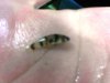 unidentified goby.jpg