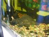 myGiantSaifinPleco.jpg