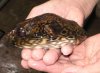 retic puff.jpg