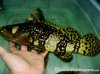 FW bb grouper.jpg