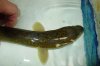 ang eel.JPG