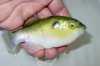 Avocado Puffer.JPG