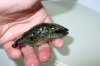 Black River Puffer.JPG
