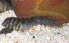 blenny.jpg