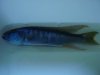 Champsochromis 003.jpg