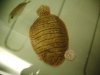 ecudor flounder.JPG