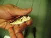 ecudor puffer.JPG
