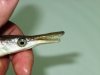 gar teeth.JPG