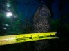 pleco3.jpg