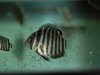 Stingray Pictures 103.jpg