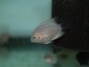 Stingray Pictures 102.jpg