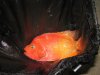 Golden Kamfah flowerhorn.JPG
