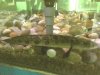 DSC007381.jpg
