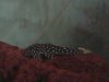 gold nuggets and red jewels 007.JPG