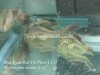 L137 Pleco Blue Eyed Red Fin.jpg