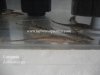 Loricaria sp.jpg
