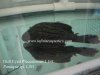 Royal Pleco L191.jpg Royal Pleco L191.jpg