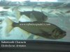 Hydrolycus Armatus.JPG Hydrolycus Armatus.JPG
