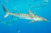 Dusky Shark carch obscurus023.jpg