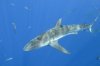 Dusky Shark 020.jpg