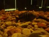 Picture 004.jpg