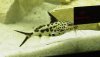 synodontusmultipunctatus.jpg