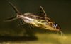 synodontusflavitaeniatus.jpg