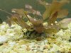 synodontisdecoratus1.jpg