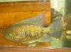 CICHLID PICTURES (JULY) 08 028.jpg
