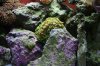 IMG_7714a.JPG