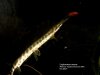 DSC00084-copy.jpg